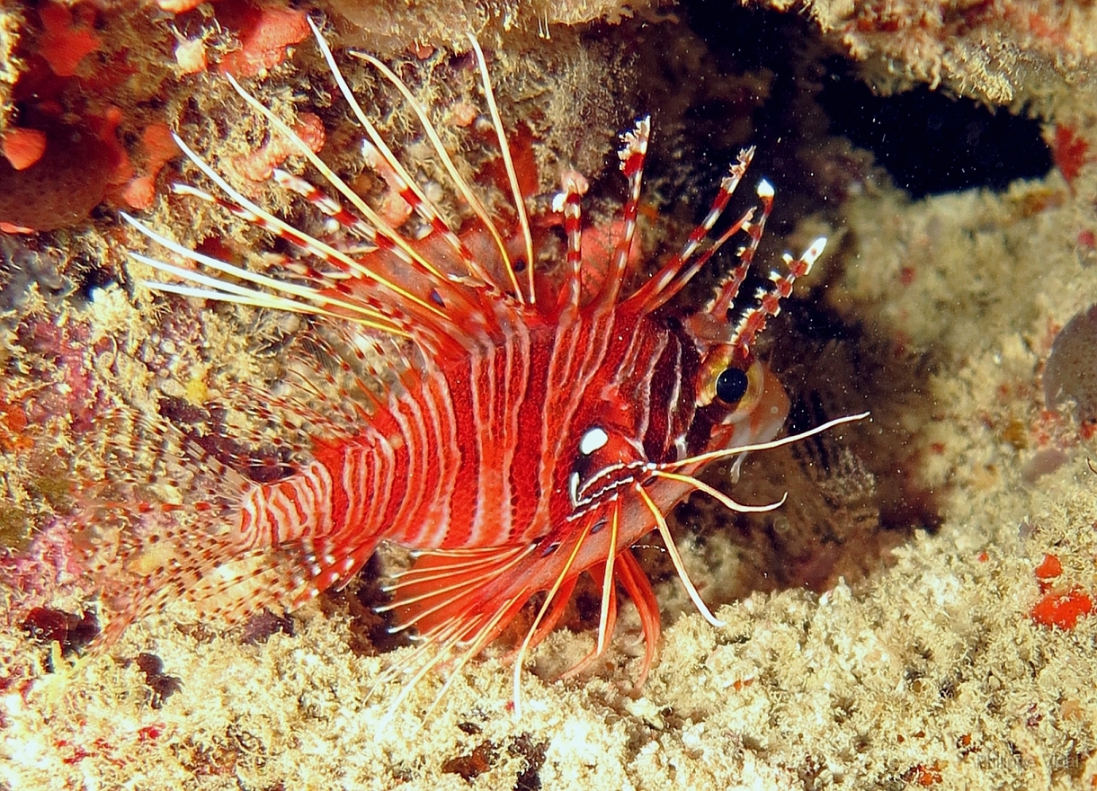 Velidhu - 2013_03_13 - IMG_0686rf_Laffe cornu ou poisson diale ou pterois a antennes - Pterois antennata_Kudafaru thila_Plongee nuit.jpg